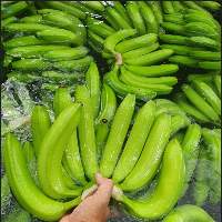 Organic Cavendish Banana Best Market Price