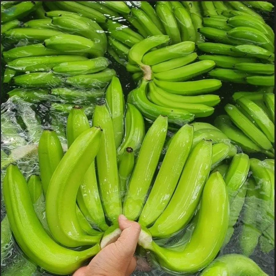 Organic Cavendish Banana Best Market Price