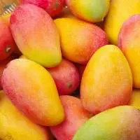 Premium Fresh Mango Wholesale Price
