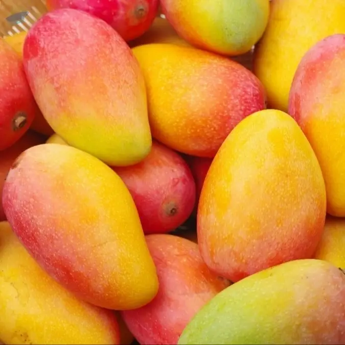 Premium Fresh Mango Wholesale Price