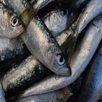 Wholesale Frozen Sardines for Seafood Buyers