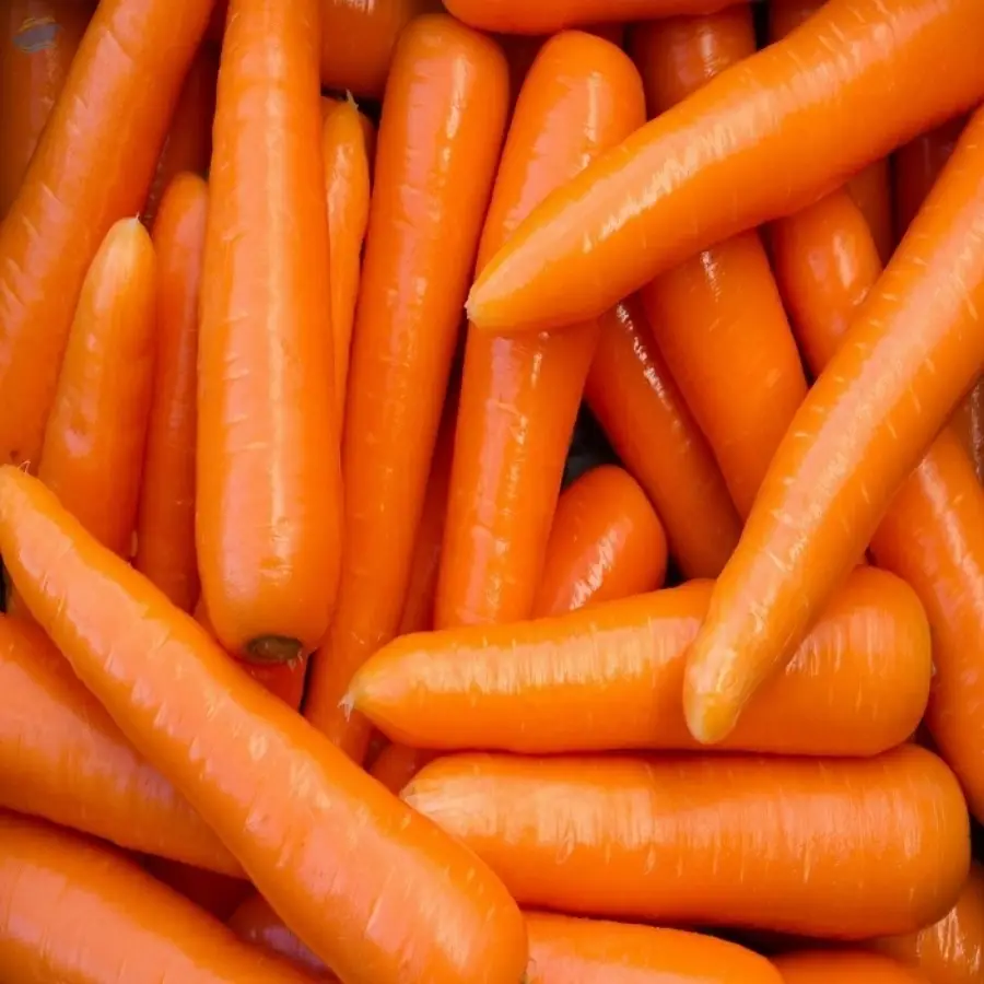Fresh Carrot High Quality Vegetable