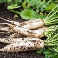 Organic Fresh Radish Wholesale Price