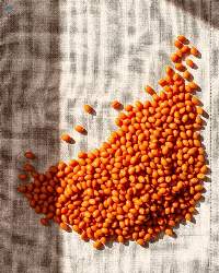 Premium Quality Canadian Red Lentils
