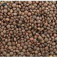 Canadian Green Lentils