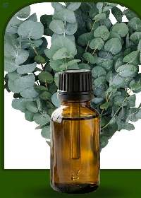 Eucalyptus Blue Gum Essential Oil (Raw)