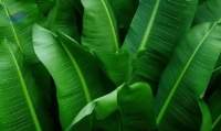 Banana Leaves