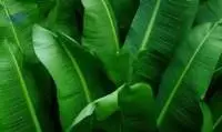 Banana Leaves