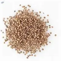 Coriander Seed