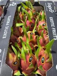 Red Skin White Flesh Pitahaya