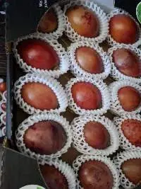Tree Tomato (Tamarillo)
