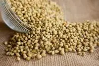 Coriander Seeds