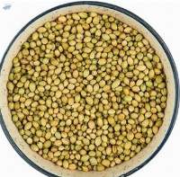 Whole Supply Coriander Scooter Grade
