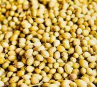 Coriander Seeds