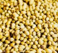 Coriander Seeds