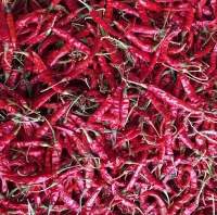 S17 Teja Variety With Stem Red Chilli