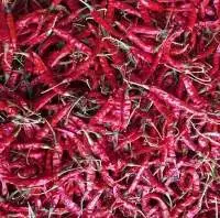 S17 Teja Variety With Stem Red Chilli