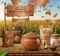 Barnyard Millet Export Quality