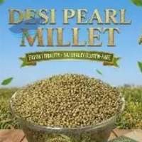 Desi Pearl Millet (Bajra) Grains