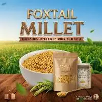 Foxtail Millet Whole Grain Export