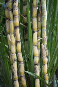 Fresh Sugarcane for Industrial Use