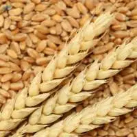 Food Wheat Class 3