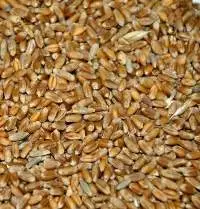 Feed Wheat Class 4-5