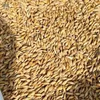 Food Barley