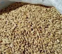 Feed Barley