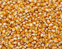 Food Corn