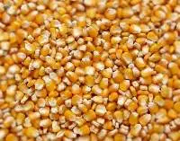 Food Corn