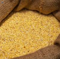 Yellow Millet