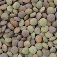Green Lentils