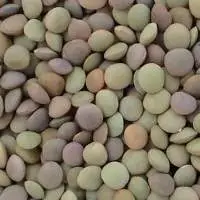 Green Lentils