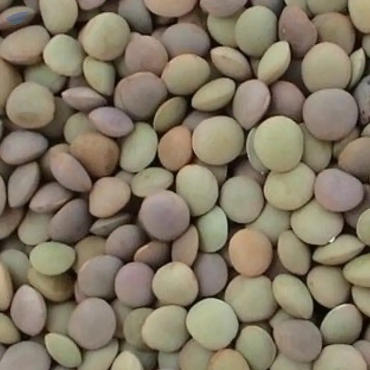 Green Lentils