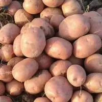 Lady Rosetta Potatoes