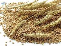 Premium Milling Wheat Grain for Bulk Supply