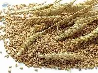 Premium Milling Wheat Grain for Bulk Supply
