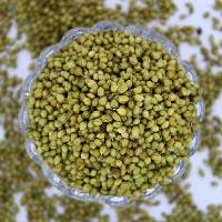 Premium Single Parrot Coriander Seeds Export