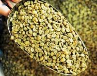 Green Coffee Beans Moc Phuong Agrico