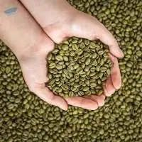Premium Green Arabica Coffee Beans Bulk
