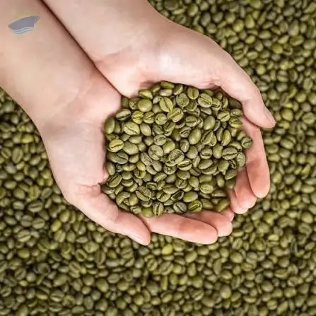 Premium Green Arabica Coffee Beans Bulk