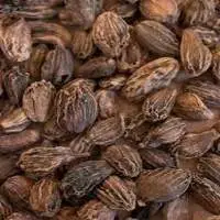 Large Cardamom