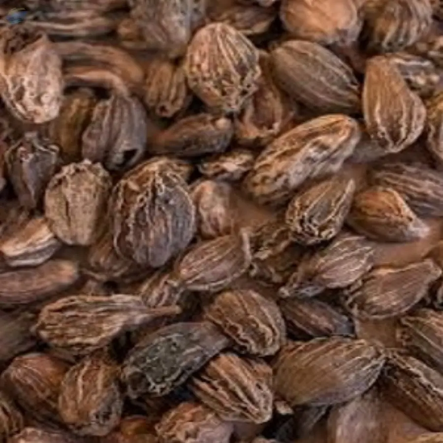 Large Cardamom