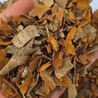 Cassia Skin