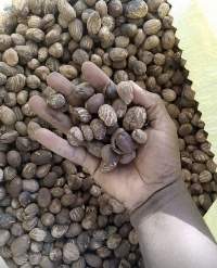Sun-Dried, Hand-picked Raw Shea Nuts
