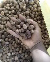 Sun-Dried, Hand-picked Raw Shea Nuts