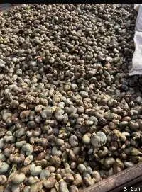 Well Dried Raw Cashew Nuts (RCN)