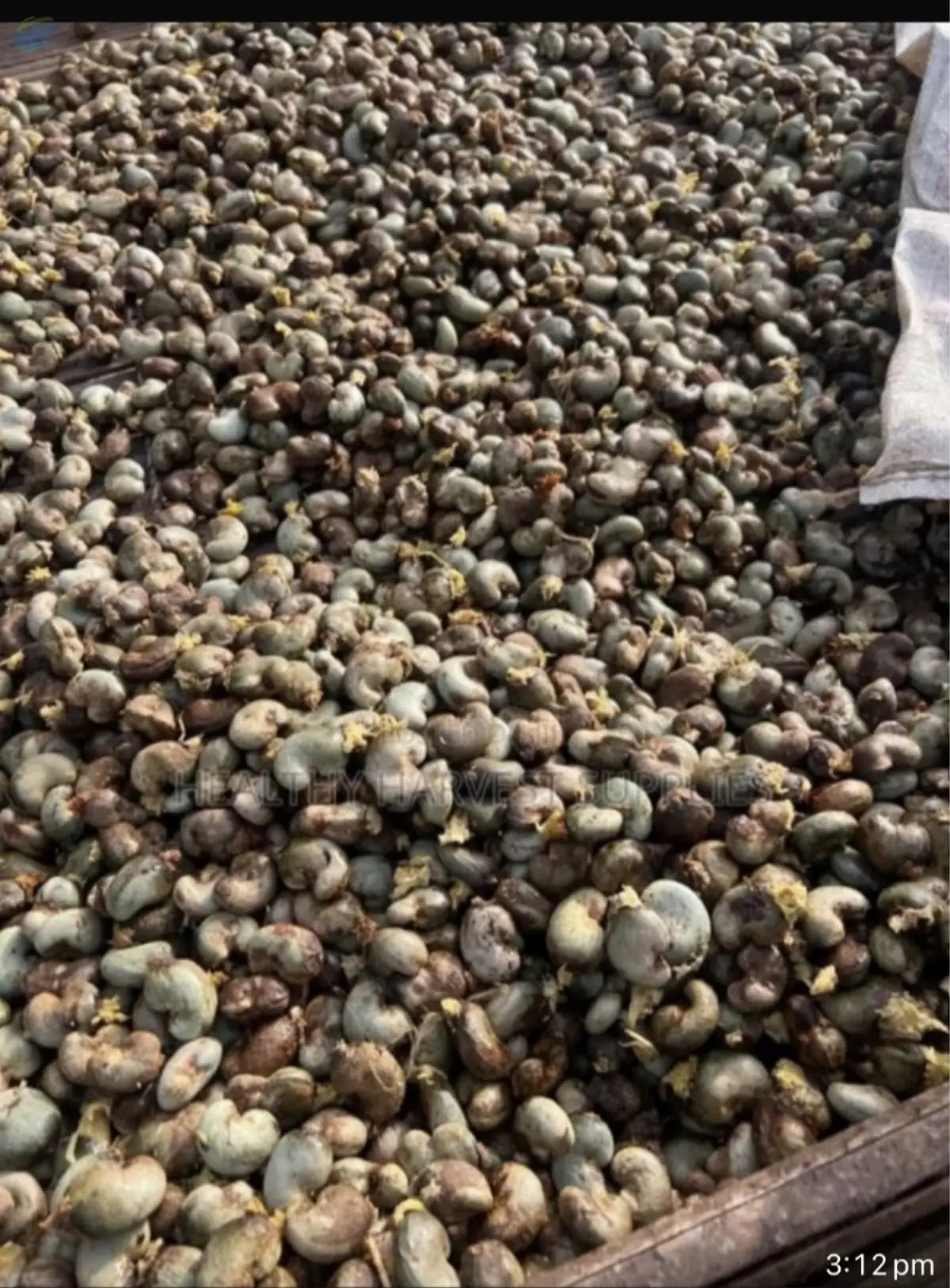 Well Dried Raw Cashew Nuts (RCN)