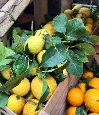 Premium Italiano Lemons